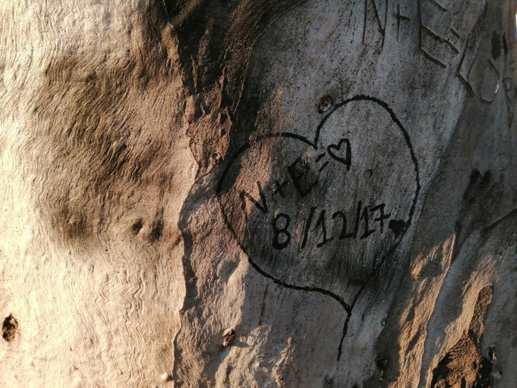 huawei P smart 2019 image sample