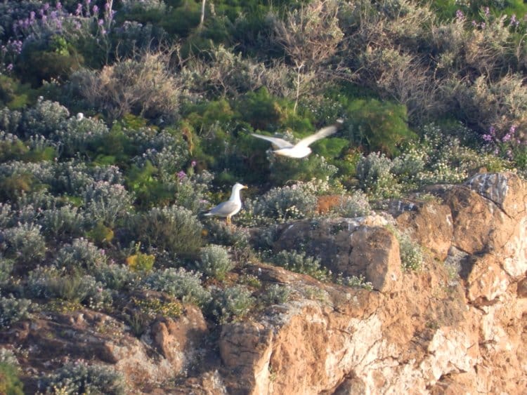 Nikon Coolpix P1000 3000mm shot