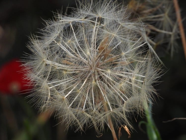 Nikon Coolpix P1000 review, handheld plant shot. © Stathis Aspiotis