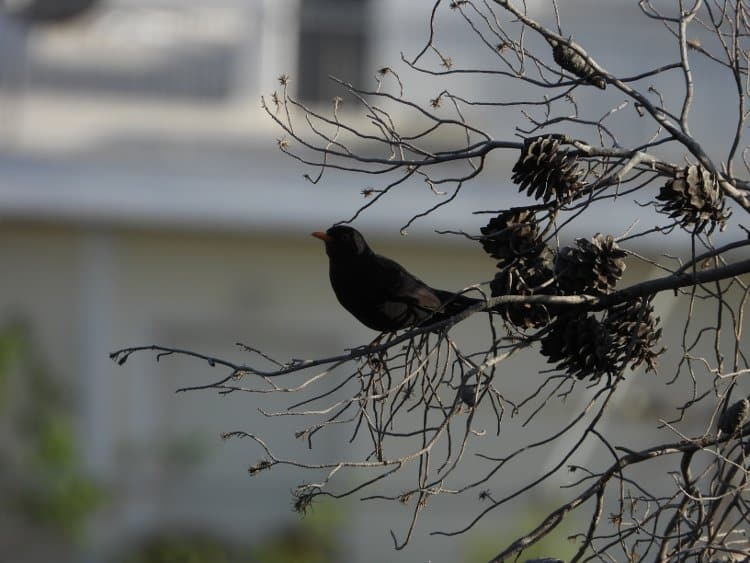 Nikon Coolpix P1000 review, handheld bird shot. © Stathis Aspiotis