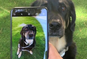 Honor Ημέρα Ζώων 2019