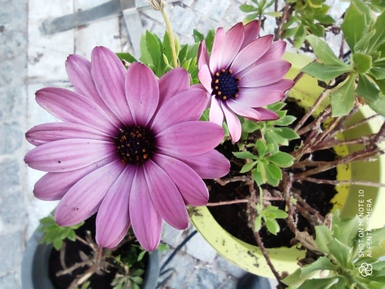 xiaomi mi note 10 macro lipsi