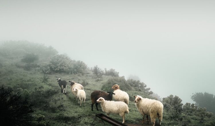 © Iakovos - Thoedoros Apeiranthitis, Greece, Winner, National Awards, Sony World Photography Awards 2021