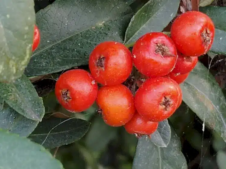 Λήψη με x5,6 digital zoom με το Y22s (vivo)
