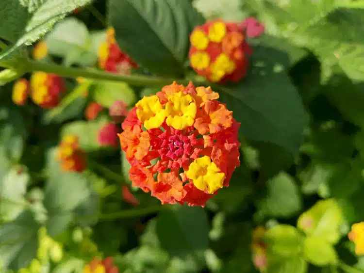 Λήψη με x2 digital zoom με το Y22s (vivo)