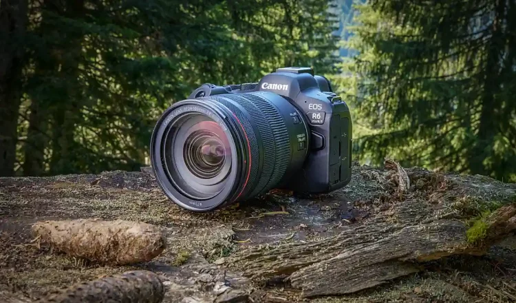 EOS R6 MK II in the forest