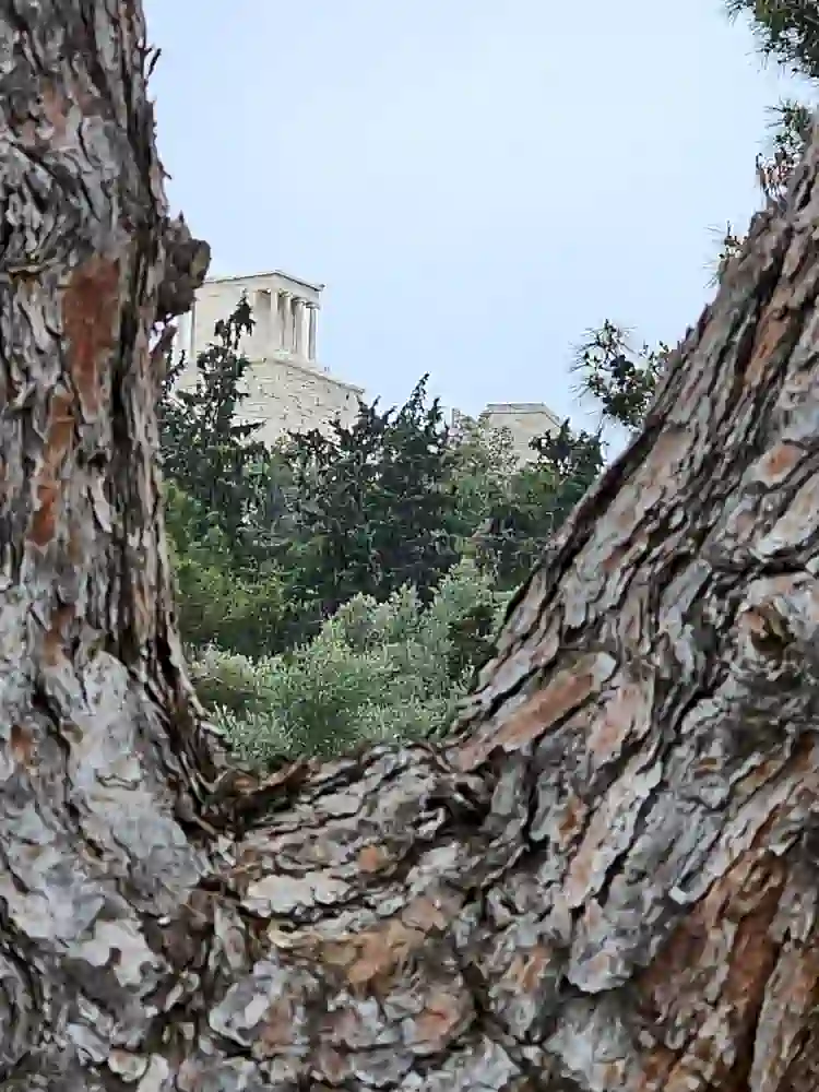 Λήψη του κορμού ενός πεύκου, σε πρώτο πλάνο, στην οποία διακρίνονται σχισμές του φλοιού του. Στο υπόβαθρο της εικόνας διακρίνεται λεπτομέρεια από τον βράχο της Ακρόπολης των Αθηνών. Κάντε κλικ στην εικόνα για να την κατεβάσετε σε πλήρη ανάλυση, ασυμπίεστη. (Electronicanto)