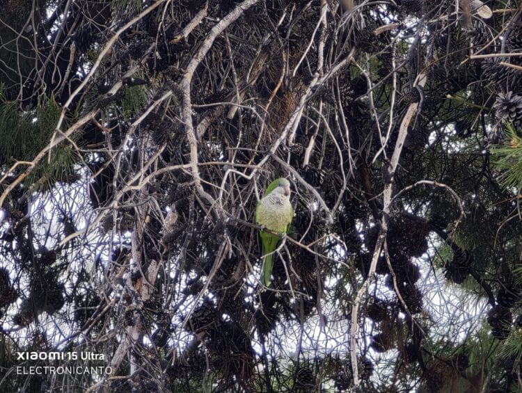 200 MP digital zoom shot with Xiaomi 15 Ultra