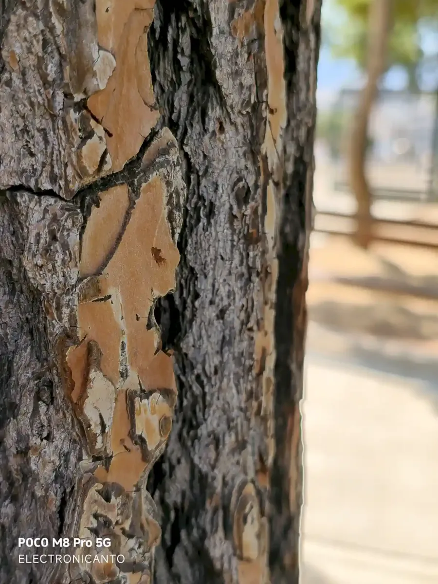 Poco M8 Pro review by electronicanto - image sample daylight, x1 zoom