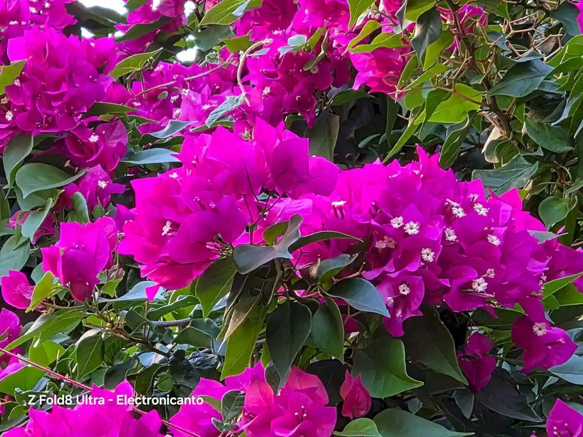 Samsung galaxy z fold8 ultra review by electronicanto, flowers image sample
